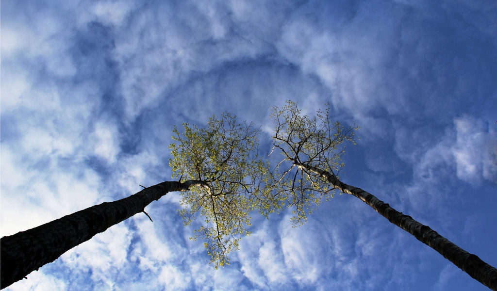 Вершины деревьев в облаках