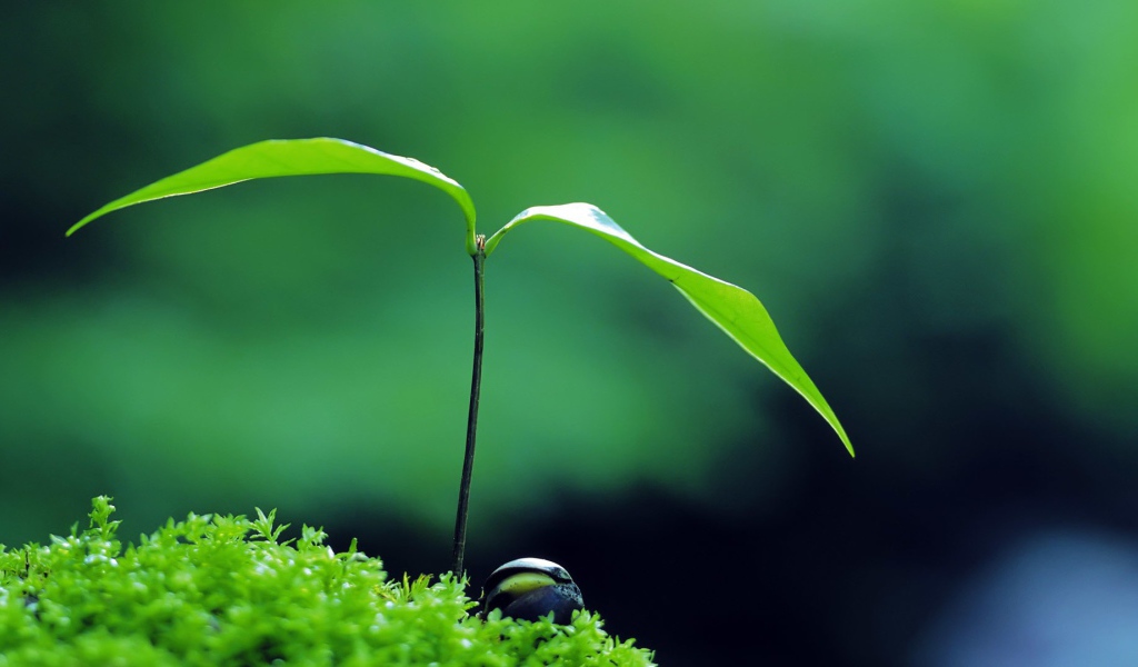 Молодой росток