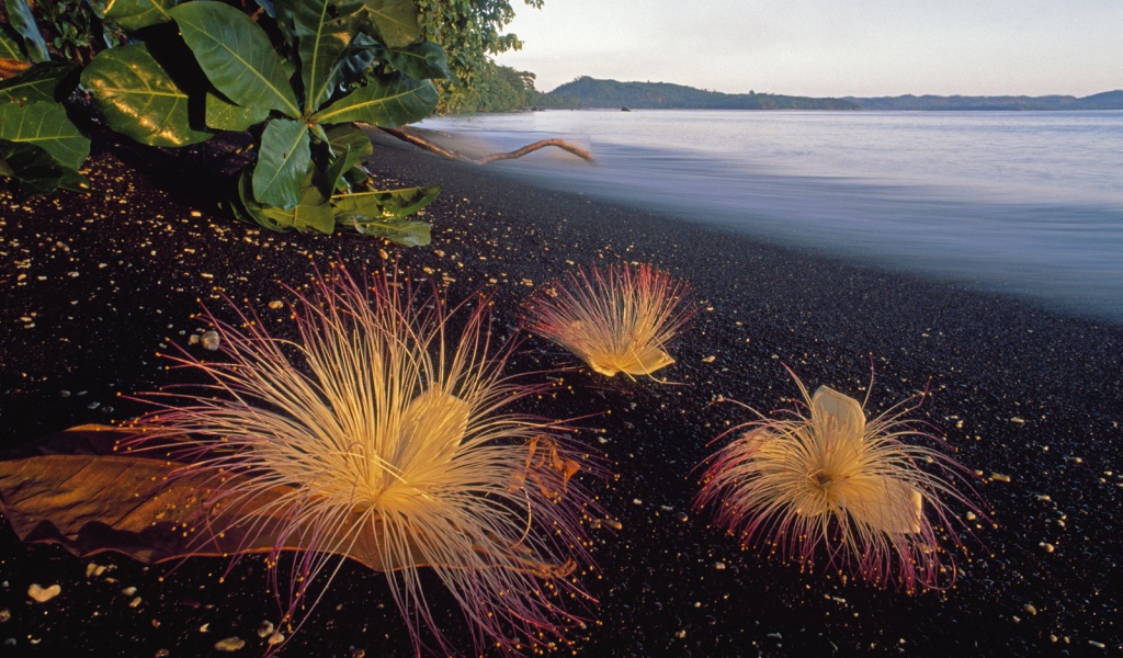 Черный пляж в Индонезии