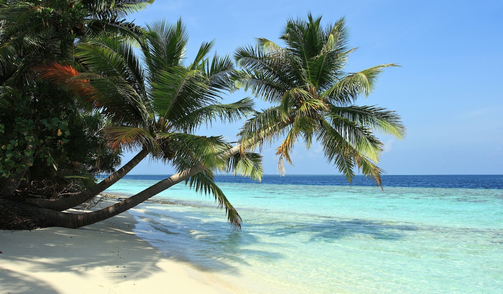 Пальмы над пляжем