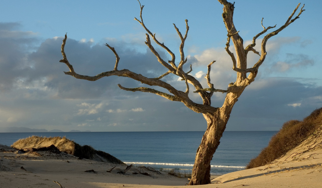 Засохшее дерево на берегу океана