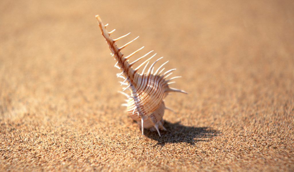 Красивая ракушка