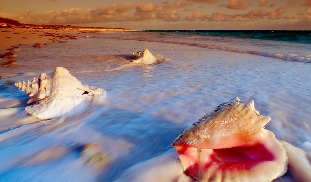 Ракушки на пляже