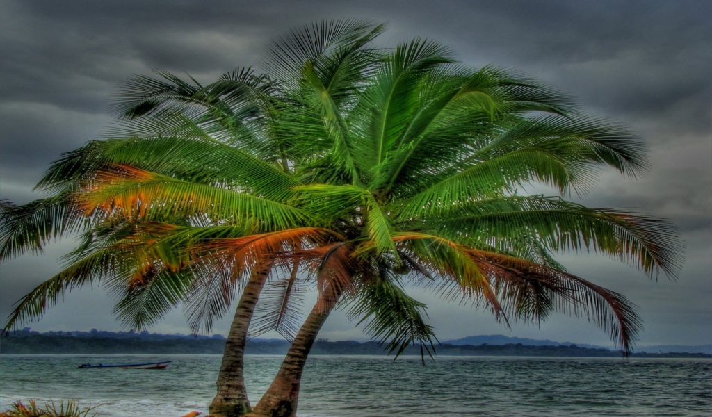 Два дерева на пляже