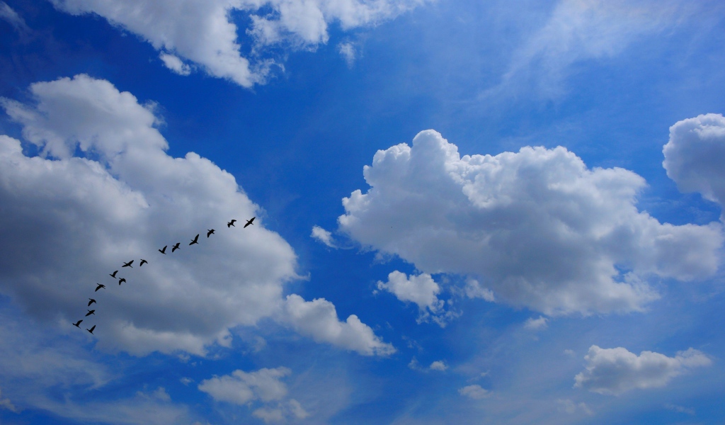 Стая птиц в облаках