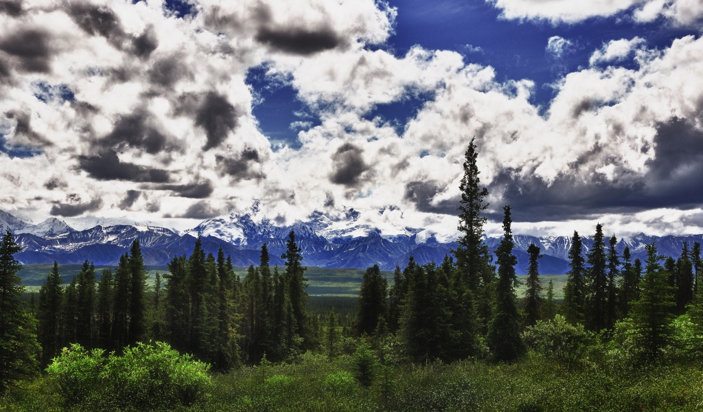 Красивые облака над лесом