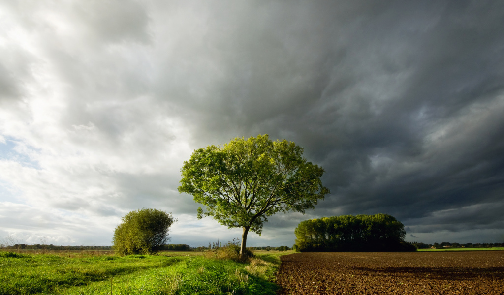 Дерево под темными облаками