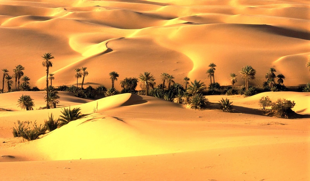 Оазис в пустыне