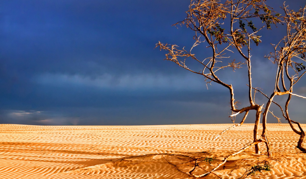 Мертвое дерево в пустыне