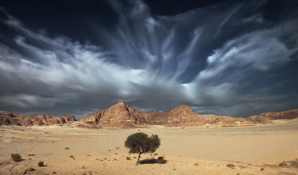 Одинокое дерево в пустыне