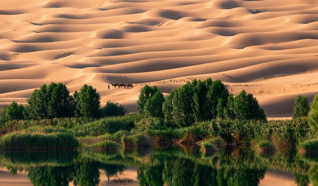 Оазис в пустыне