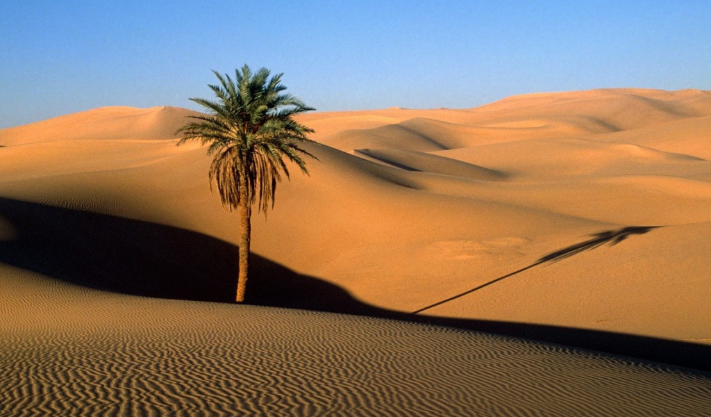 Дерево в пустыне