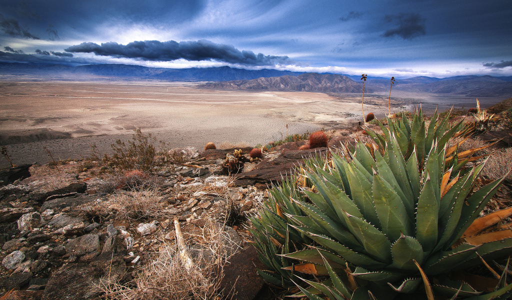 Растительность в пустыне