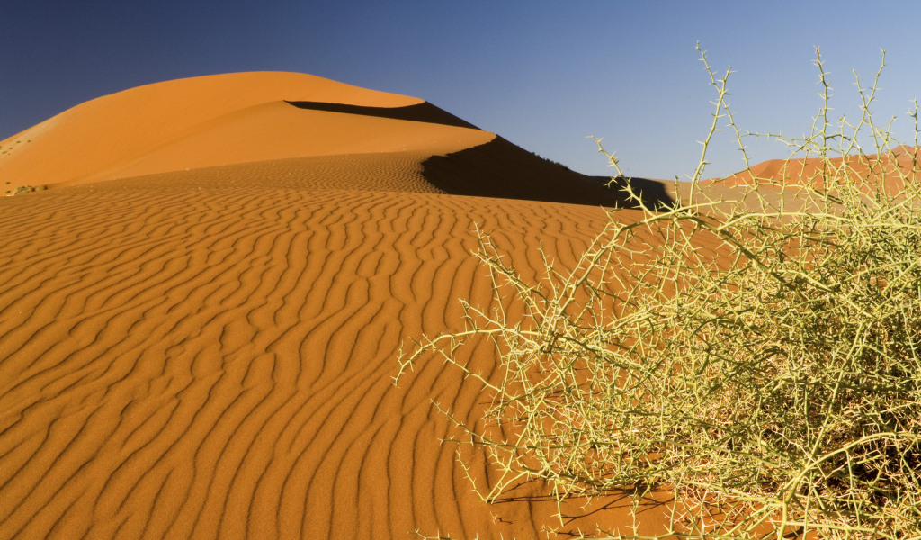 Дикая пустынная колючка