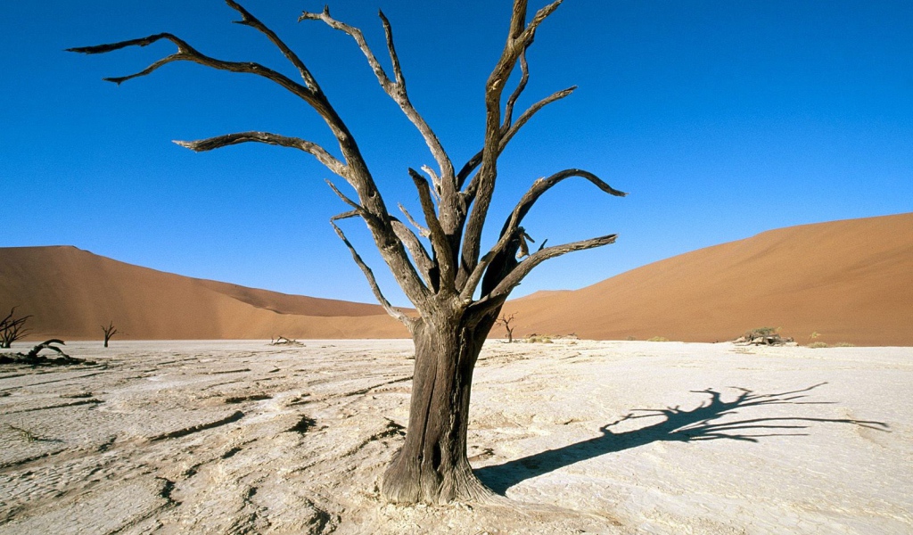 Засохшее дерево в пустыне
