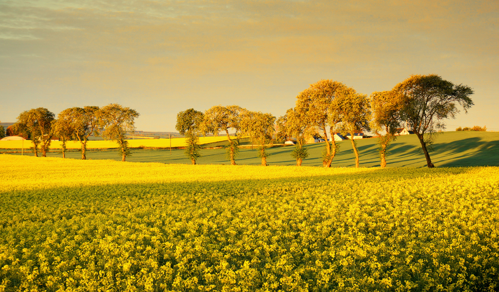 Деревья среди поля