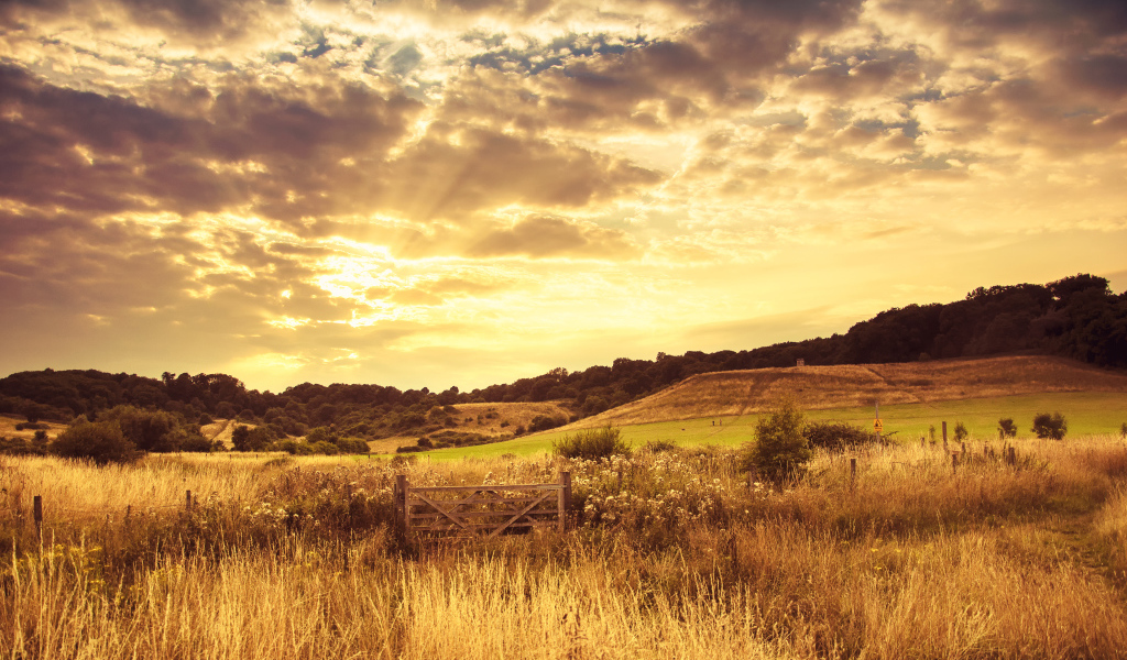 Красивое поле вечером