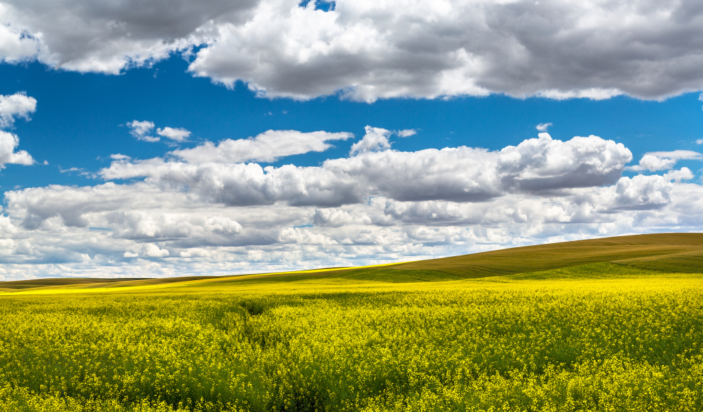Красивое поле в ясный день