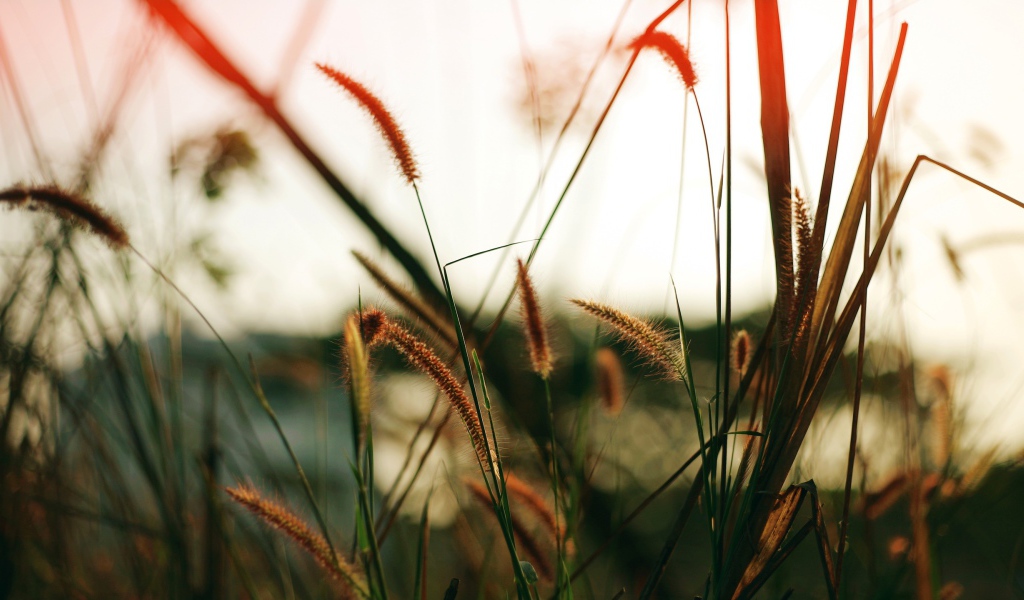 Близкое поле