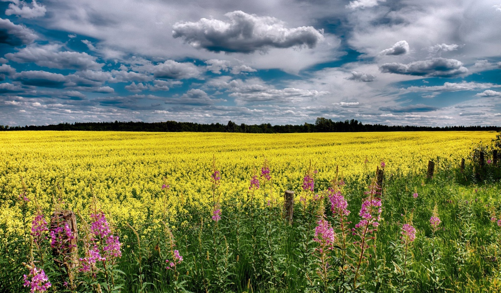 Облака над полем