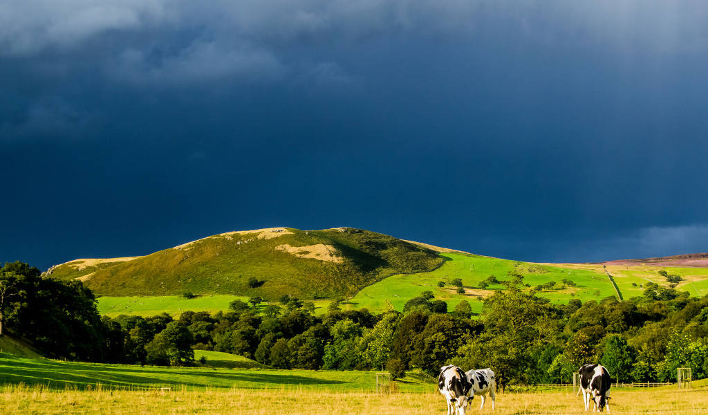 Коровы в поле