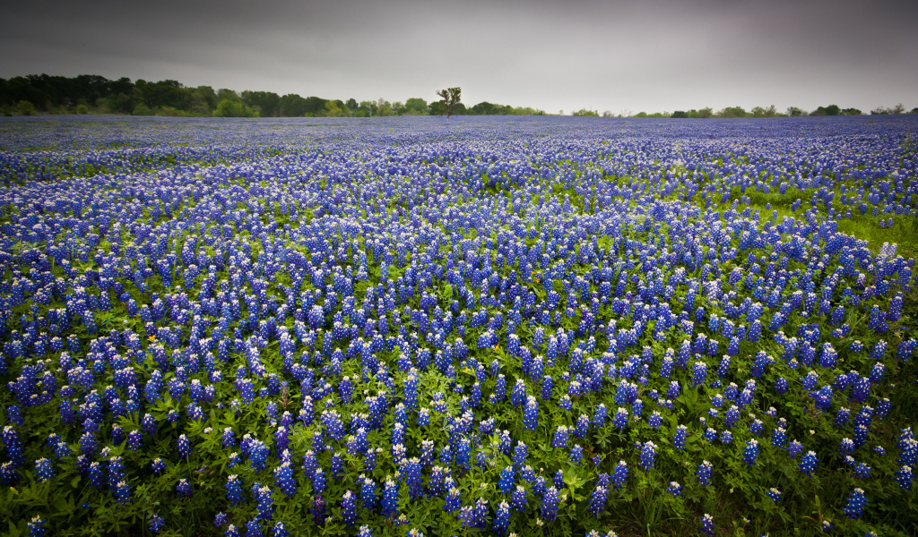 Поле люпина