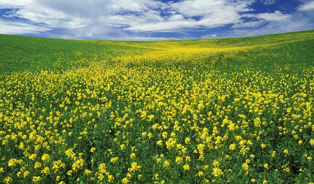 Поле желтых цветов
