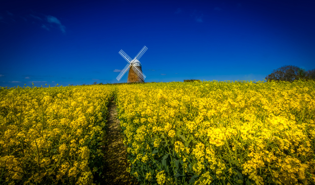 Поле желтых цветов