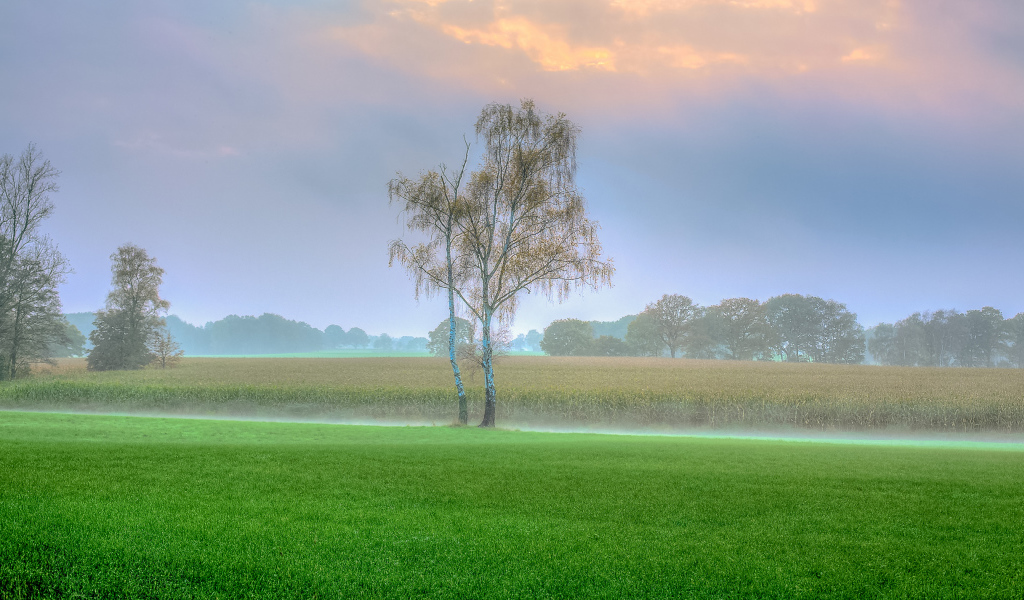 Туман над полем