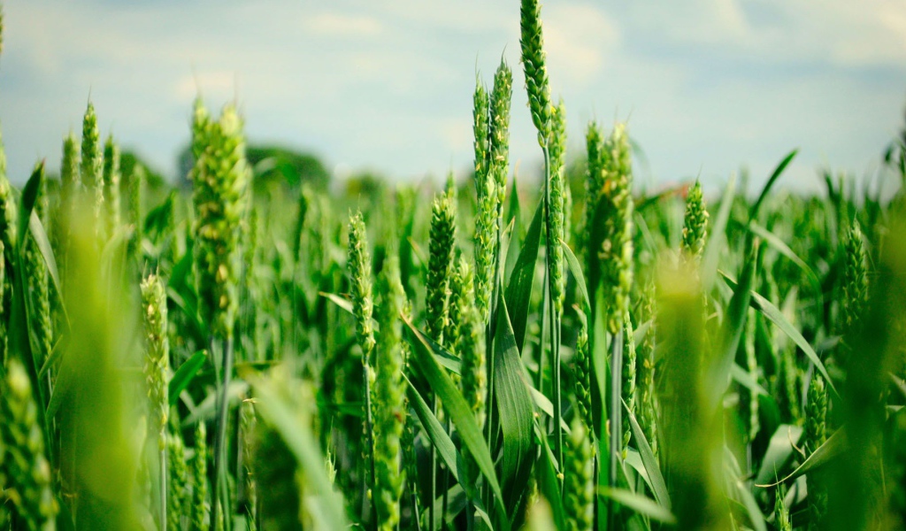 Зеленые колоски пшеницы