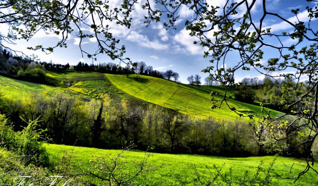 Зеленые весенние луга