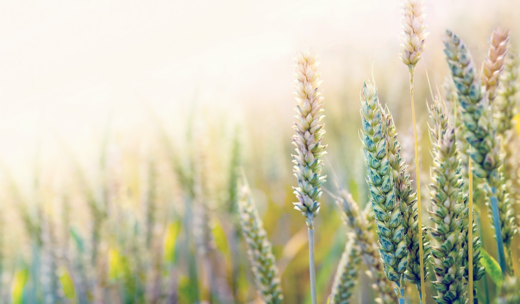 Незрелая пшеница