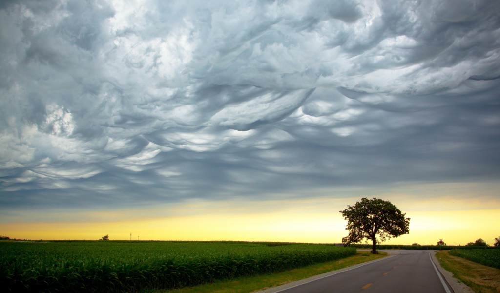 Одинокое дерево около дороги