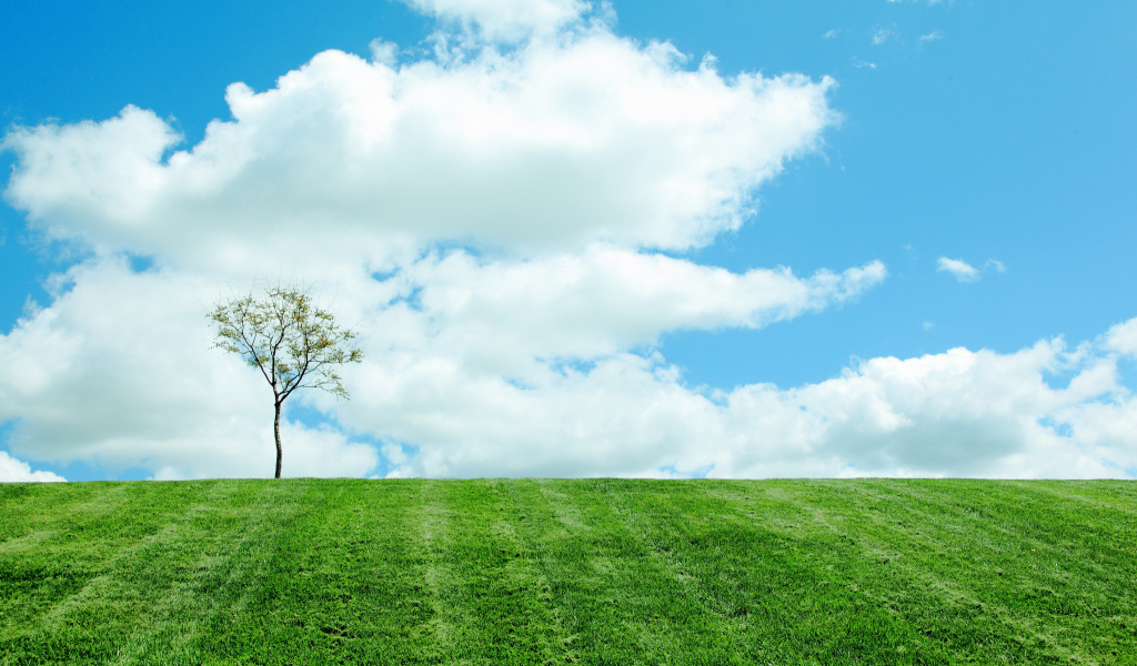 Одинокое дерево на поле