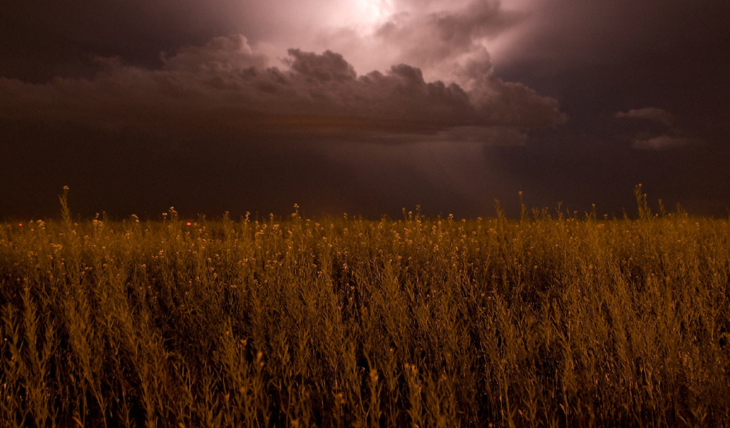 На поле надвигается гроза