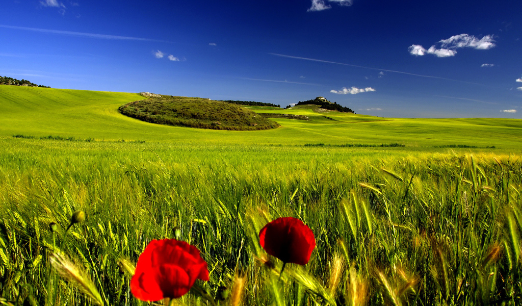 Мак на поле пшеницы