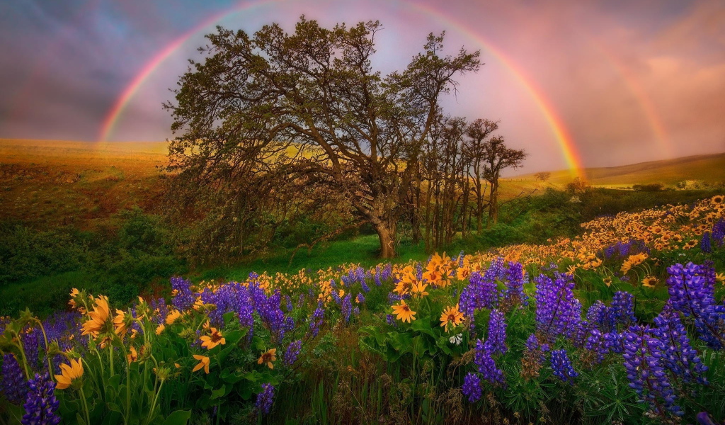 Радуга над полем