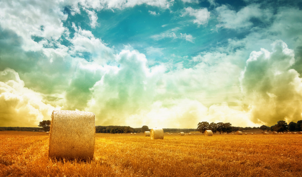 Скошенное поле