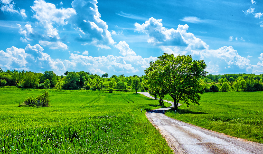 Летний день в поле