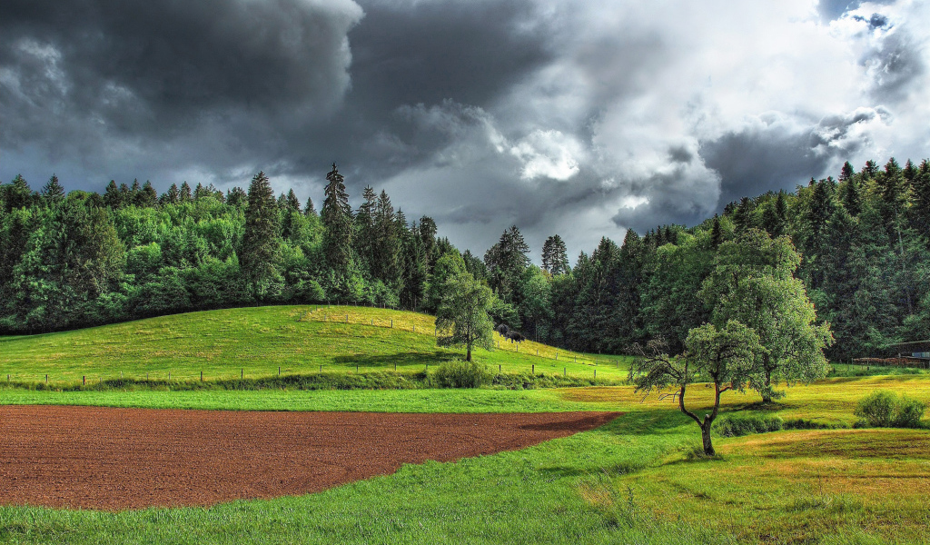 Поле на опушке леса
