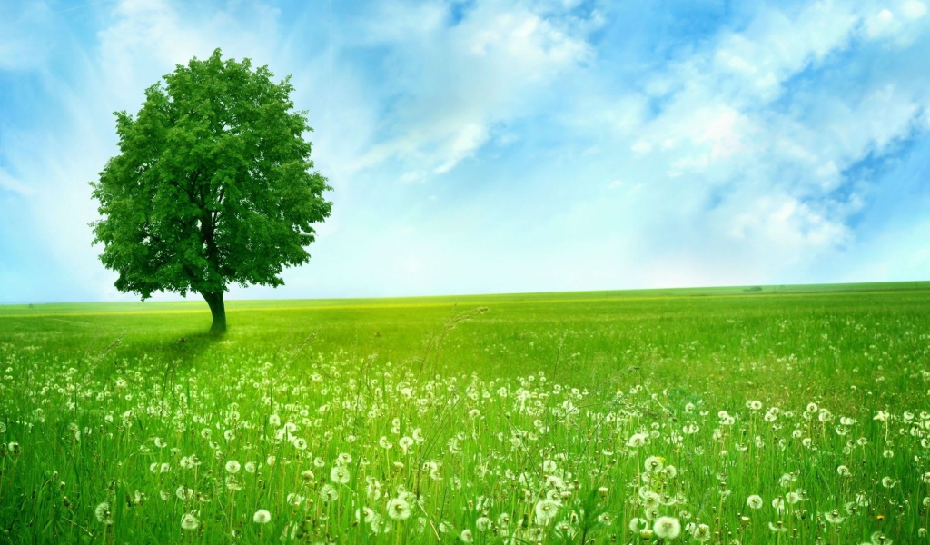 Дерево на поле одуванчиков