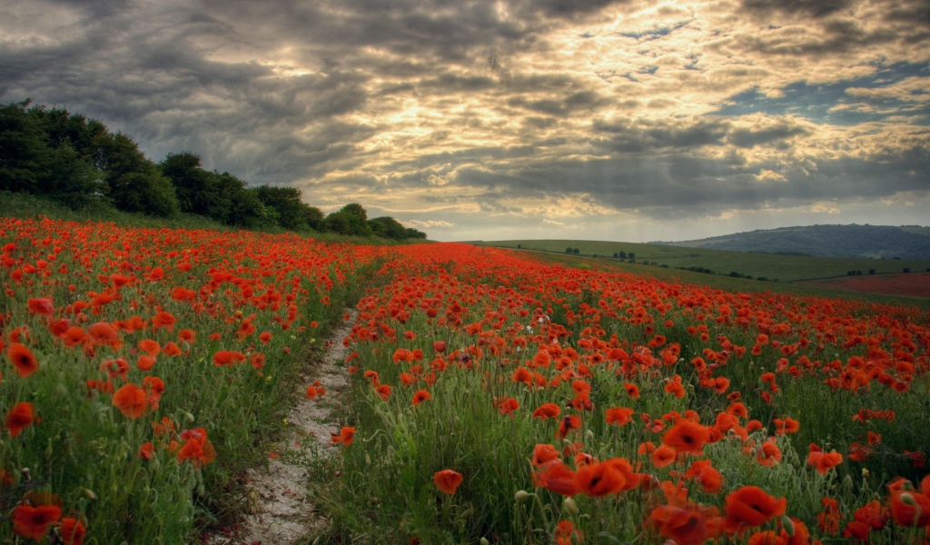 Тропинка через поле мака