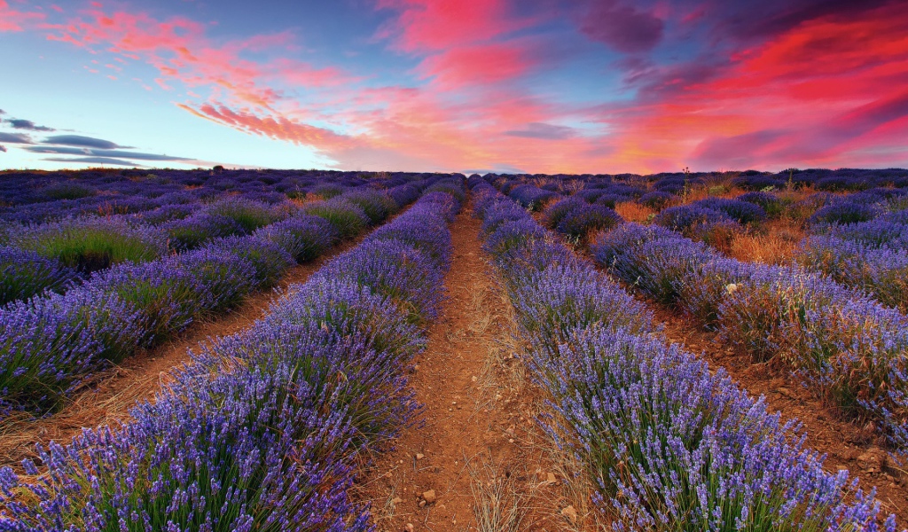 Плантация лаванды