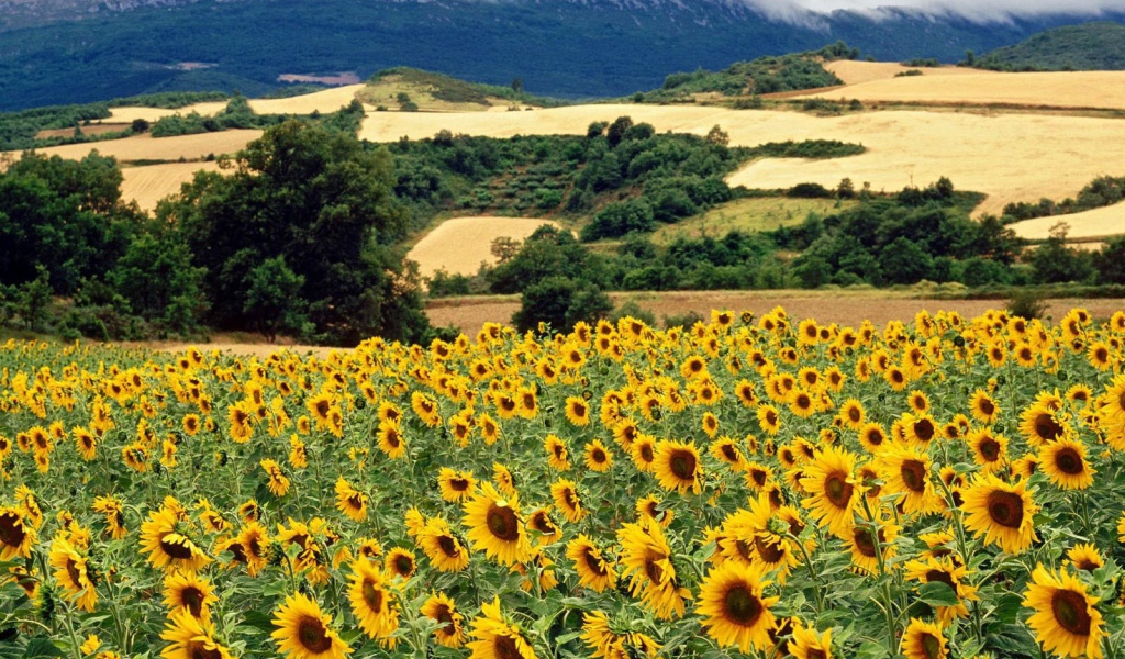 Поле подсолнечника