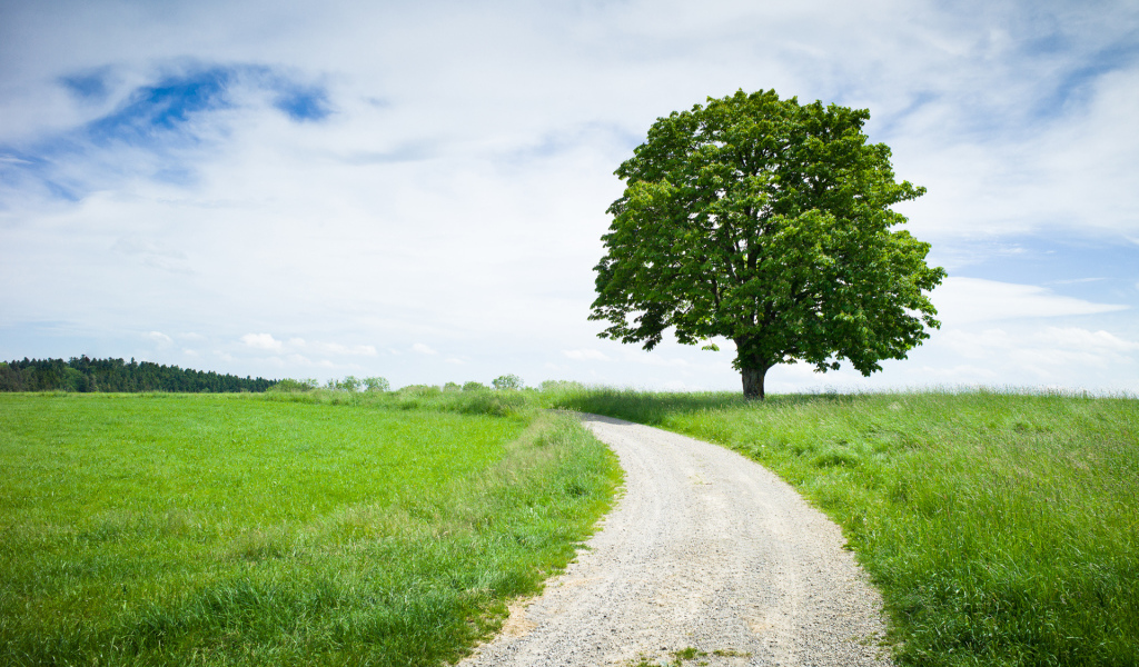 Каштан у дороги