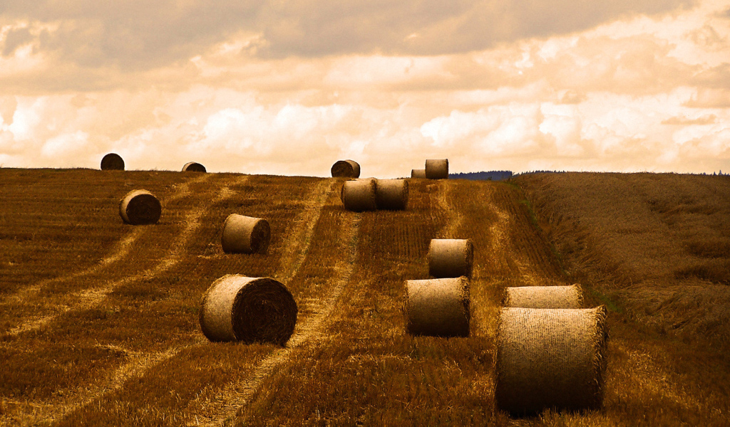 Поле после уборки урожая