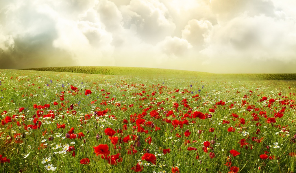 Поле маков с ромашками