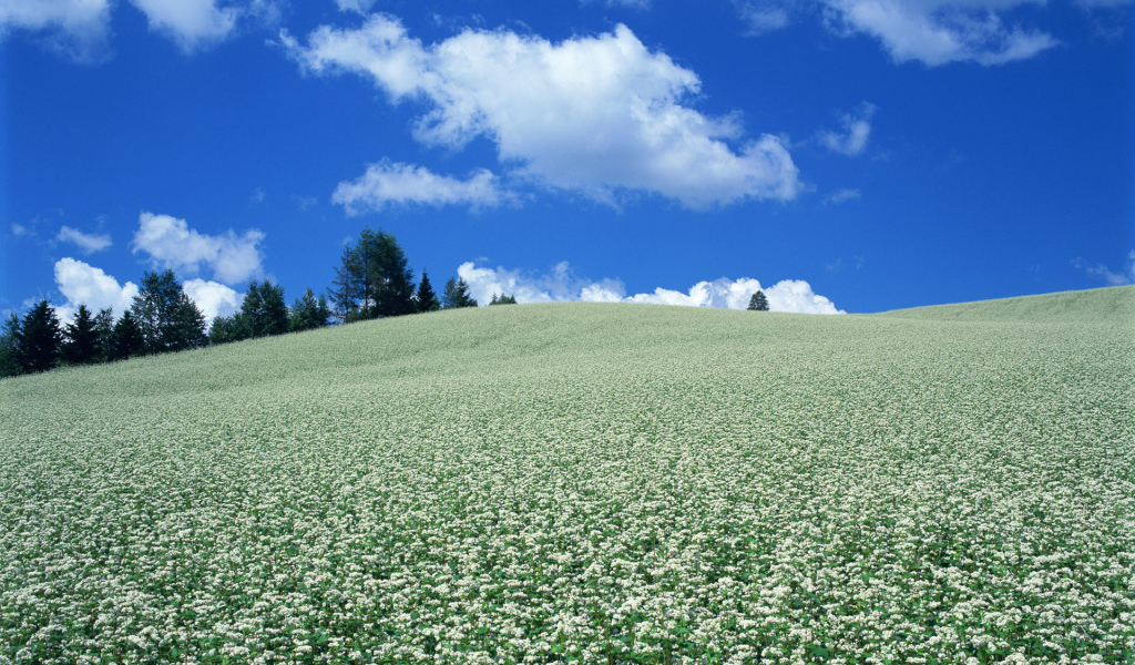 Поле белых цветов