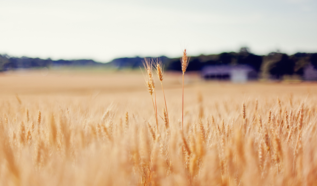 Золотое поле пшеницы
