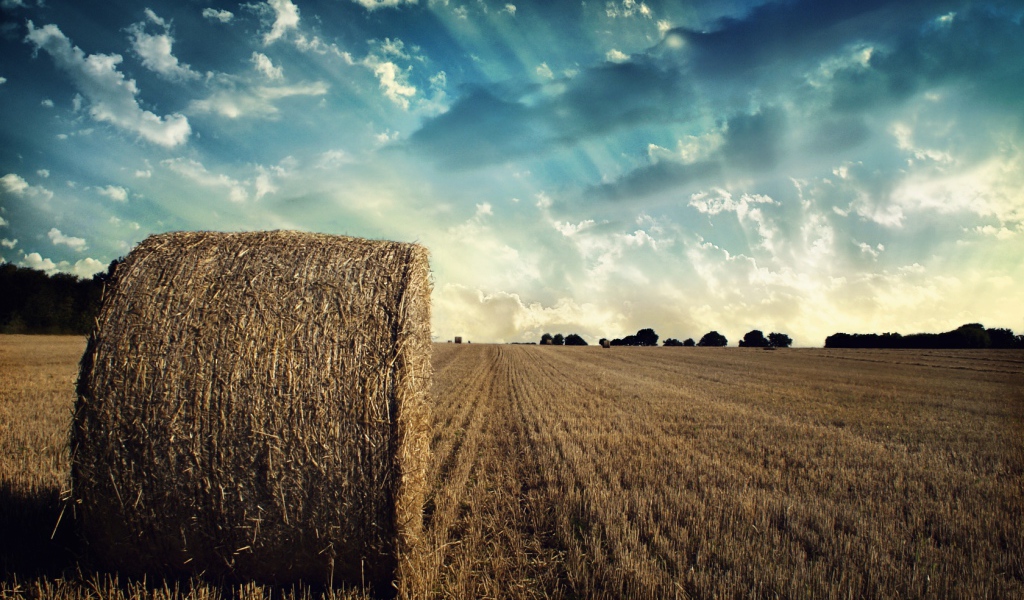 Убранное поле